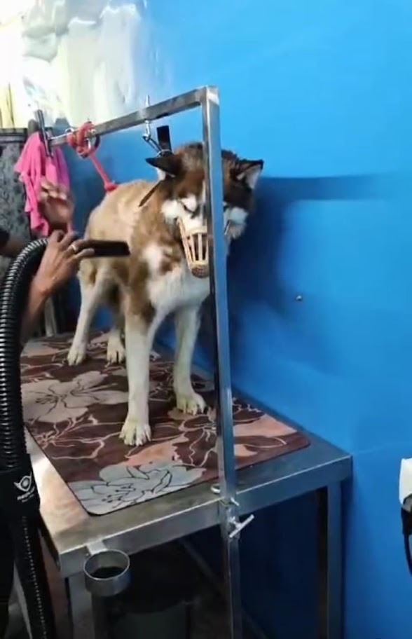 Stainless Steel Dog Grooming Table